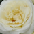 Biały  - Róże rabatowe floribunda - Lenka™